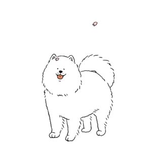 舞い落ちる桜をくっつけたふわふわの白い犬