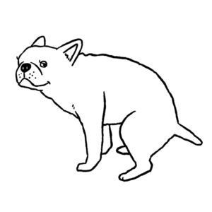 うんちを踏ん張るフレンチブルドッグのイラスト