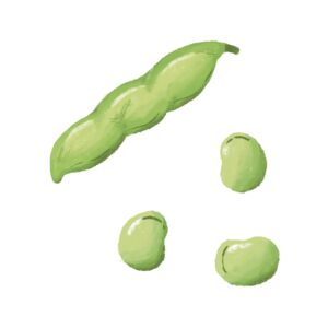 そら豆のイラスト